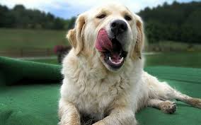 Does Your Dog Eat Too Fast Here Are 7 Ways To Slow Them Down Best Dog Food Your Dog Dogs