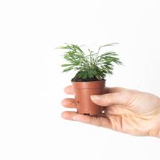 Image result for Actiniopteris dimorpha