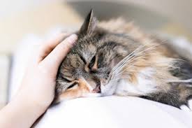 Maybe you have a partner who doesn't particularly care about the cat, and he is resentful when you go to move and his options are more limited. Signs Your Cat Has A Fever Cattitude Daily