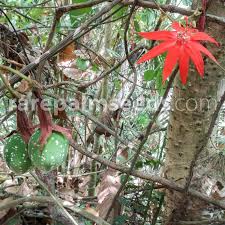 Image result for Passiflora vitifolia