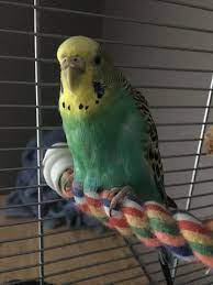 I Think My Pet Budgie Is Sick, Or Getting Sick. She Is Always Been A Quiet  Bird So I Can't Tell With Less Vocalness, But She Has... | Petcoach