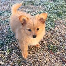 My Pomchi Puppy If Chloe And Chester Had Puppies Pomchi Puppies Pomchi Dogs Cute Dogs Breeds