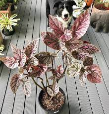1 645 Likes 14 Comments The Begonia Brigade Thebegoniabrigade On Instagram Begonia Maurice Amey And Friend Begonia Plant Decor House Plant Pots