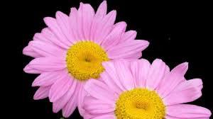 Bahçemiz küçük ise büyük bitkiler tercih etmek bahçemizi daha dar ve kapalı göstereceğinden doğru bir seçim olmayacaktır. Kaya Bahcesine Ozel Bitki Cesitlieri Nelerdir