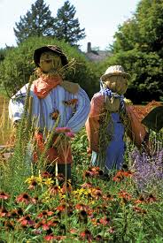 Image result for scarecrow making in pictures of scarecrows