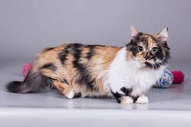 Calico Cats→ Genetics, Personality, Lifespan And Intelligence | Cats.Com