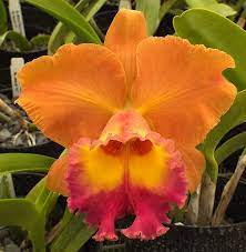 Blc Bill Krull Odom S Orchids X Blc Chunyeah 17 Growing Orchids Orchid Plants Orchids