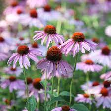 Flowering shrubs, trees, or plants are those which produce noticeable flowers. 20 Best Perennial Flowers And Plants For Your Garden In 2021