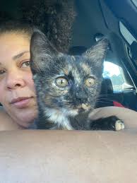 Ignore the messy bed but my three babies 🖤 The Devon: Sebastian The tabby:  Megan The tortie: calypso