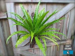 Birds Nest Fern Cats Wall Mounted Fern Google Search Bird Nest Fern Ferns Plants
