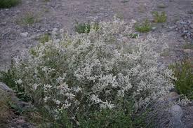 Image result for Aerva