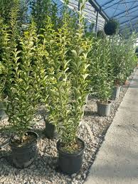 Image result for ligustrum ovalifolium