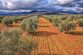Olive Grove La Mancha Spain Photo By David Santiago Garcia National Parks Ciudad Real Santiago