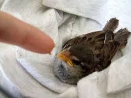 feeding baby house sparrow