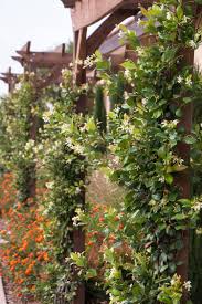 How to plant, prune, fertilize, water and care for confederate star jasmine vines posted by brent wilson on 9/26/2016 to fertilizing & watering tips trachelospermum jasminoides , commonly called confederate or star jasmine, is very easy to grow when planted right and in the right spot. Fragrant 5 Root 12 Vine 2 Confederate Star Jasmine Vine Trachelospermum J