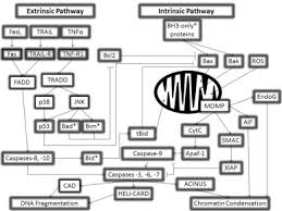 The hearing part of the inner ear and is called the cochlea which comes from the greek word for 'snail' because of its distinctive coiled shape. Apoptosis In Inner Ear Sensory Hair Cells Sciencedirect