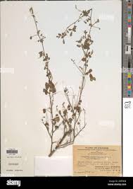 Image result for Indigofera dimidiata