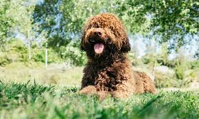 Spanish Water Dog: Pictures, Traits & Facts | Hepper