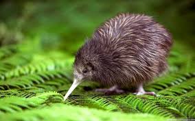 Flightless Birds Kiwi Animals Beautiful Flightless Bird Kiwi Bird
