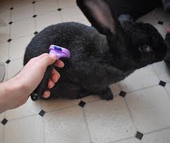 Put a towel over the surface that baby will be laying on, and lay your baby down on it. How To Bathe Your Rabbit 4 Easy Ways With Pictures Pet Keen