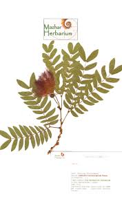 Image result for Calliandra haematocephala