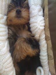 Yorkie Taco Yorkie Animals Dogs