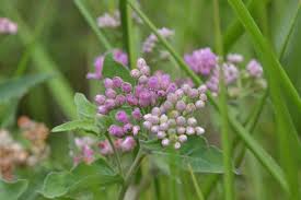 Image result for Polystachya odorata