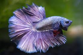 Not everyone agrees on what constitutes a betta type. Gill Flukes Betta Fish Parasites Betta Source