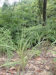 Image result for Schizachyrium sanguineum