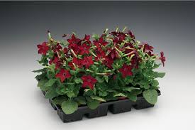 Image result for Nicolasia coronata