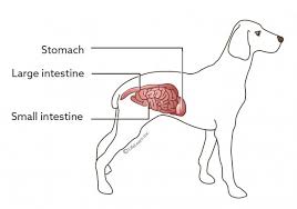 Immediately before dying, the dog will exhale deeply. Stomach Tumors Vca Animal Hospital