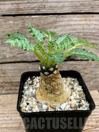 Image result for Dorstenia