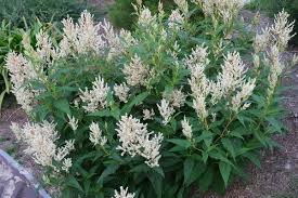 Image result for Persicaria