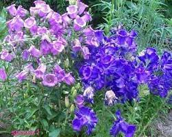 Biennial Canterbury Bells Campanula Medium Var Calycanthema Cup And Saucer Mix Perennial Plants Gardening Blog Campanula