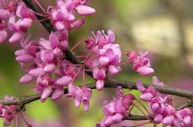 We did not find results for: Redbud Ohio Plants