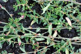 Image result for Polygonum aviculare
