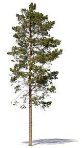 All images is transparent background and free download. Tall Pine Tree In Sunlight Vishopper