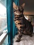 Breeders of Bengal Cats | Kitten for Sales | Rising Sun Farm