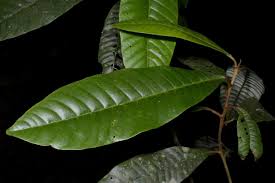 Image result for Chrysophyllum gorungosanum