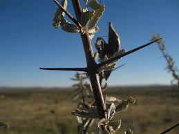 Image result for Catophractes alexandri