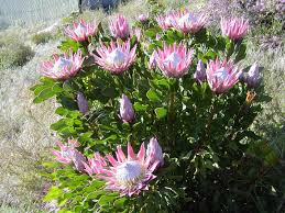 Fiftyflowers.com offers about a dozen different varieties of protea; Growing Protea Resendiz Brothers