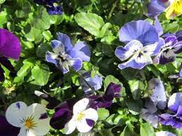 How to sow and plant viola flowers. Pin By Keeplookingbusy Com On Rule Of Green Thumb Viola Flower Annual Flowers Johnny Jump Up