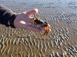 Durch die immer ausgedehntere befischung (inzwischen ganzjährig) scheint der bestand deutlich zurück zu gehen (zumindest lassen das die zurückgehenden fangmengen der fischer vermuten). Weltnaturerbe Wattenmeer Ein Paradies Fur 10 000 Tier Und Pflanzenarten 2 Teil Raushier