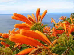 Image result for Bignoniaceae