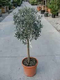 Image result for Olea