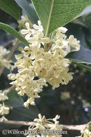 Fragrant White Tea Olive 3 Gallon Pot Osmanthus Fragrans Olive Trees For Sale Sweet Olive Tree
