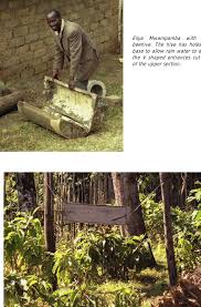 Image result for Dissotis ruandensis