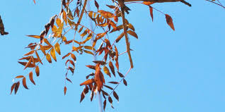 Image result for Kirkia acuminata