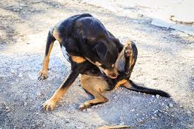 Generally, the itching starts in spring but usually lasts through summer too. Why Is My Dog Constantly Itching
