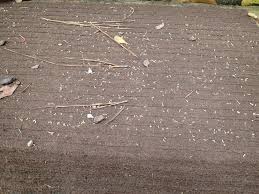 Oh this is so gross.i swear i'm a very clean person too. What Are Those Tiny Yellowish Worms Falling Out Of Pine Trees Dan Gill S Mailbag Home Garden Nola Com